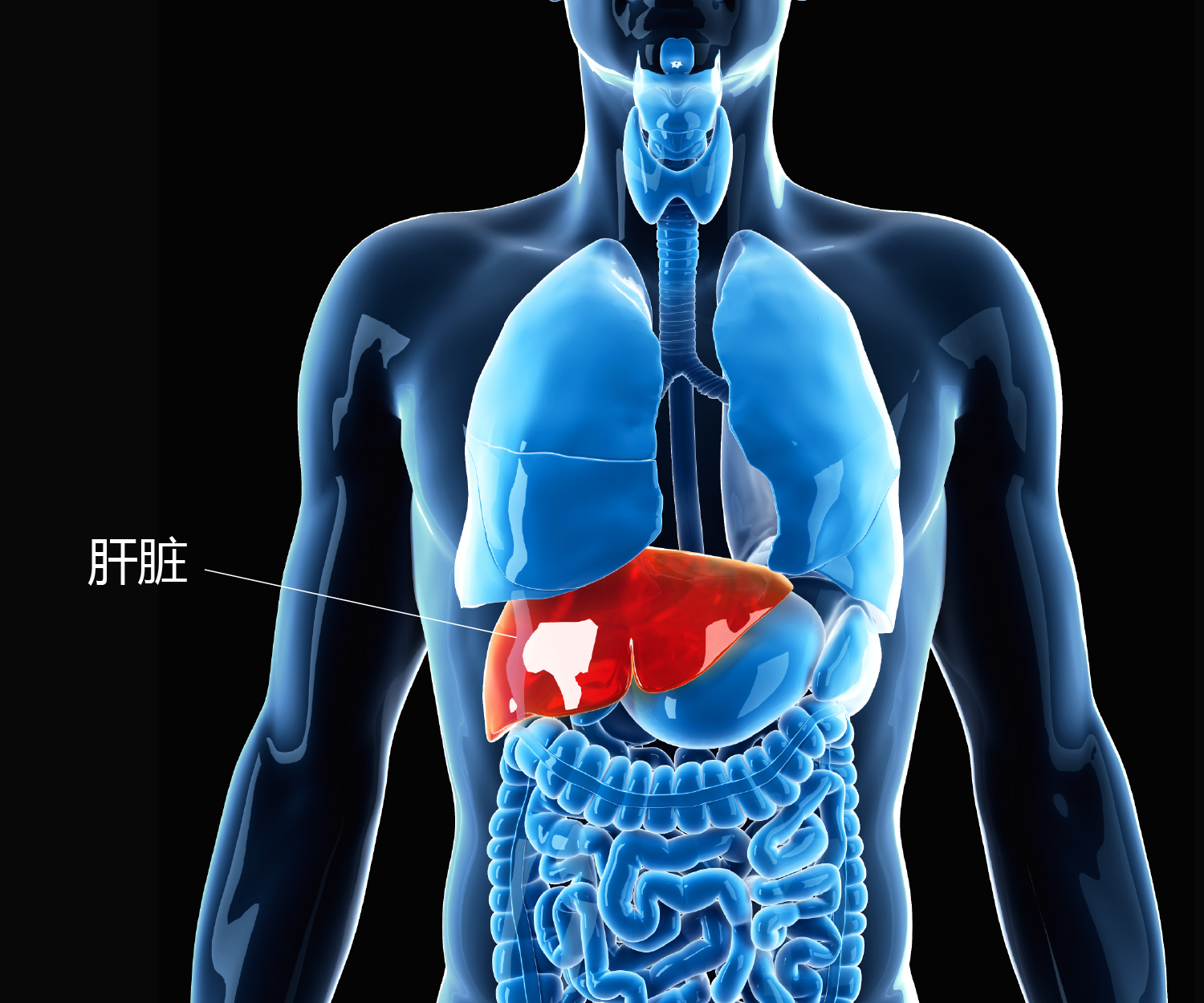 图1 - 肝脏