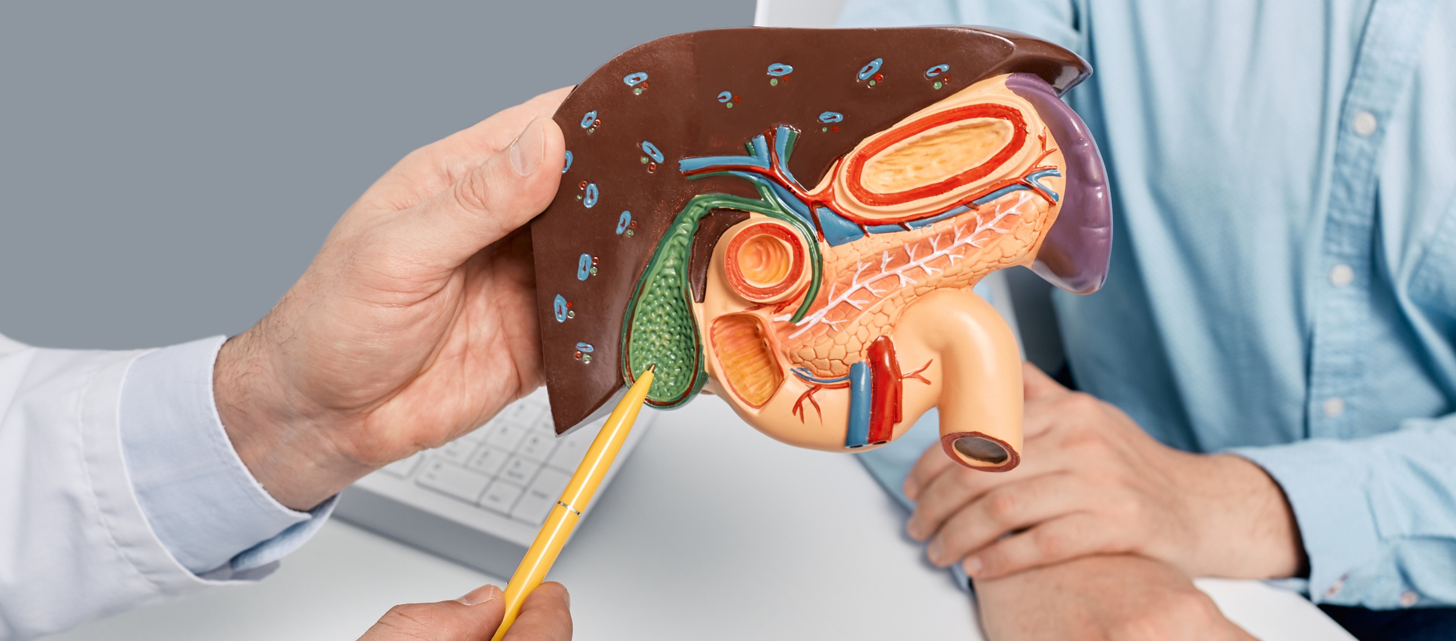 认识肝脏、胆囊、胰脏-功能与健康指南