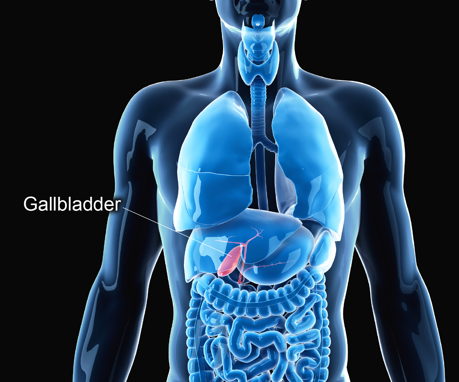 Pic 2 - Gallbladder
