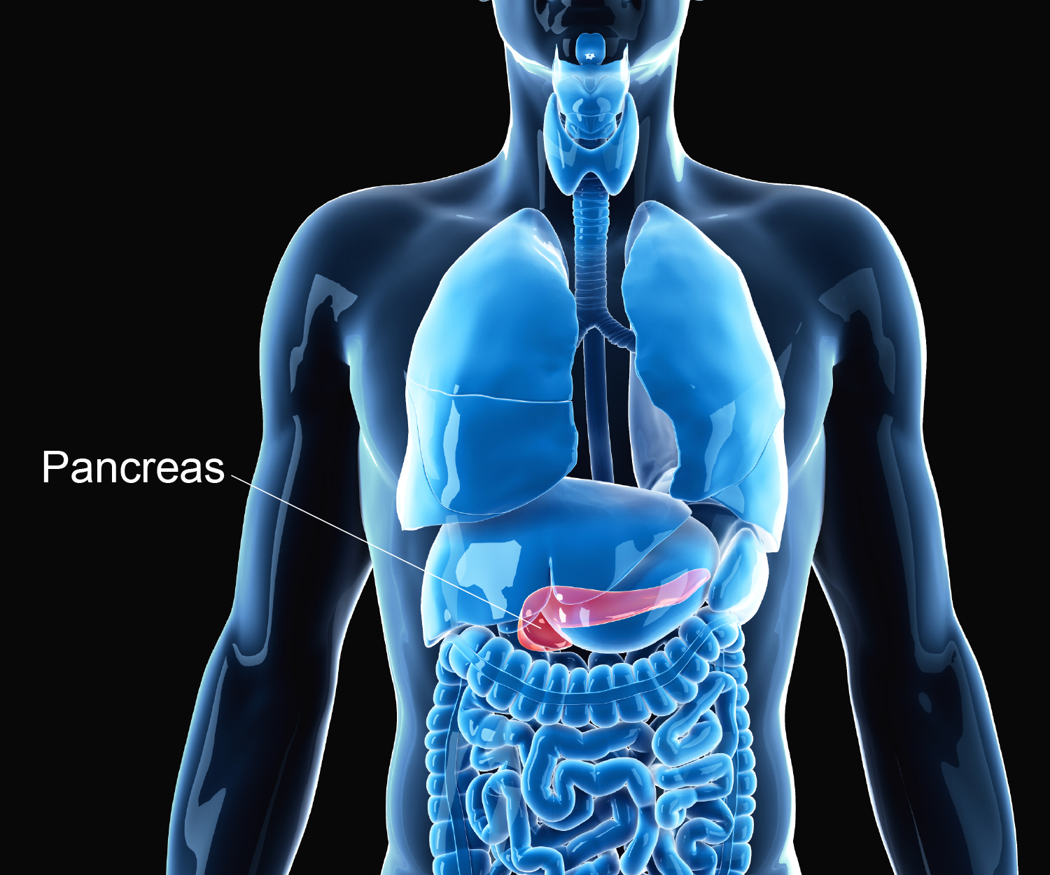 Pic 3 - Pancreas