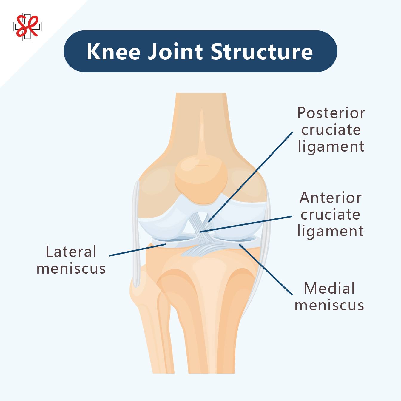 Knee Joint Structure