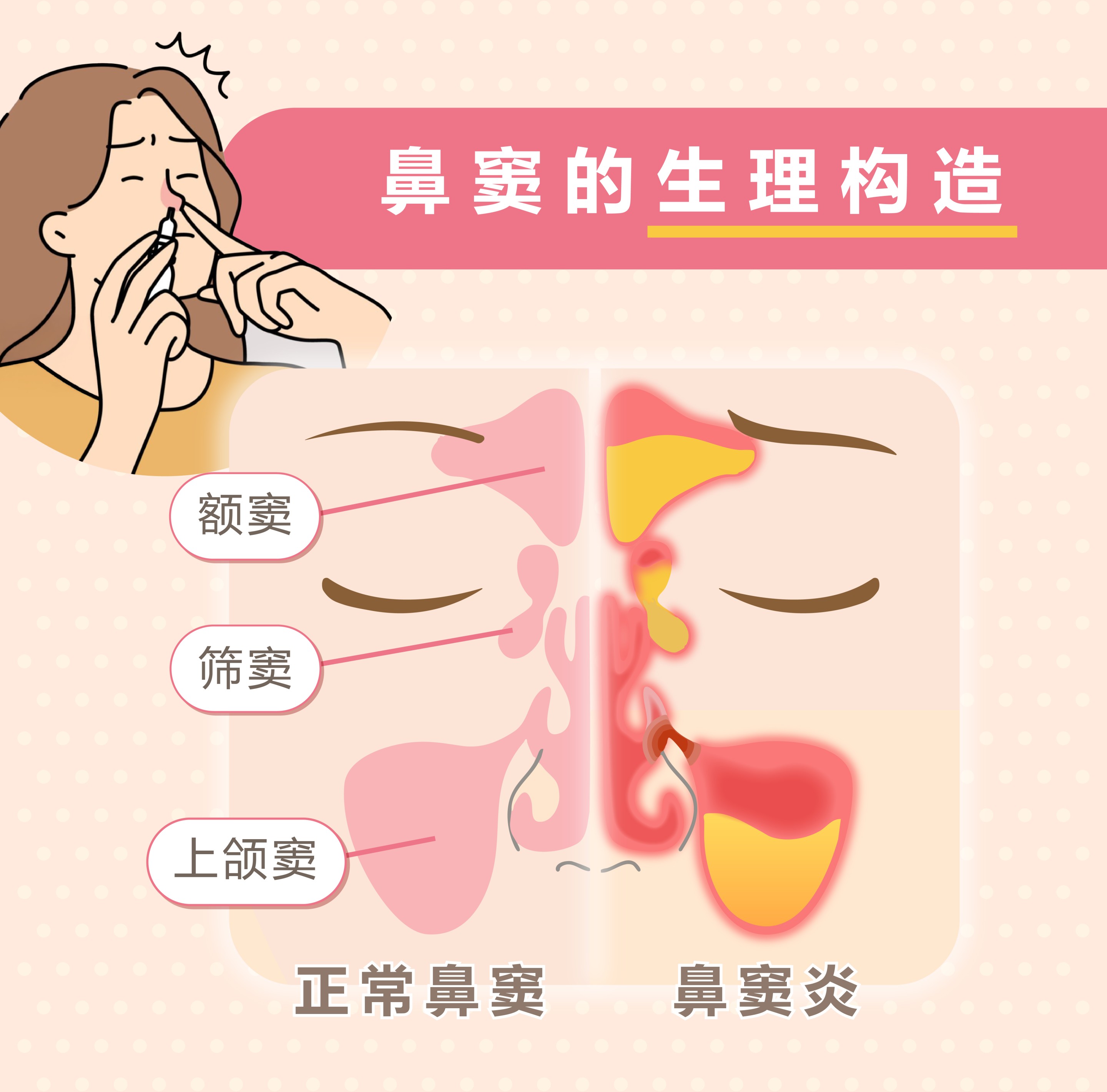 鼻窦的生理构造